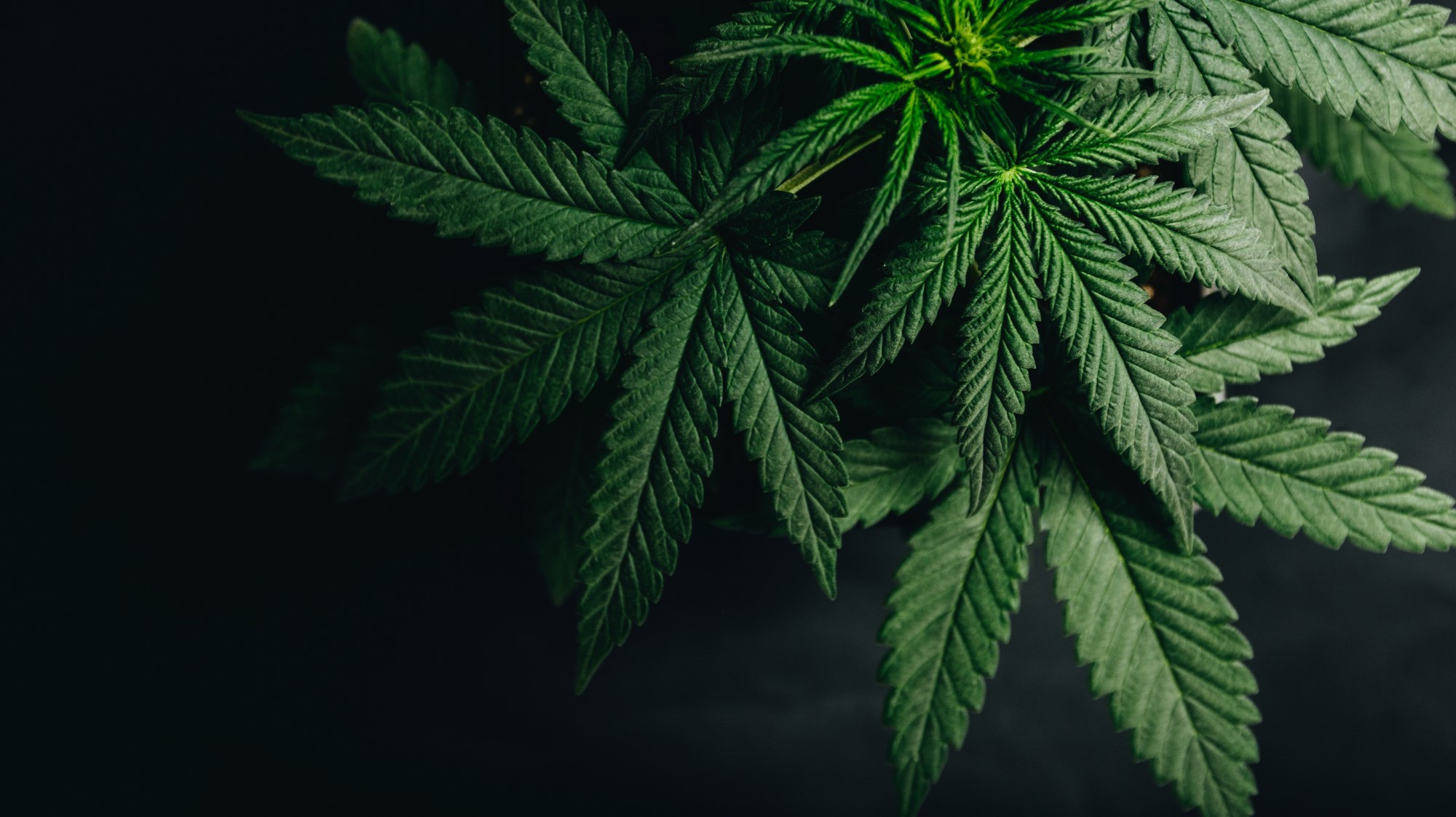 7 Key Considerations for Cannabis Start-Ups